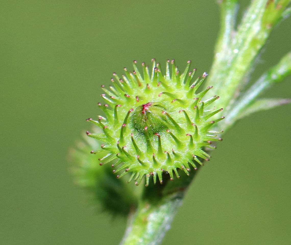Common Agrimony - Agrimonia gryposepala <br />
Common agrimony has hooked barbs on the fruits that make classic burs, sticking to clothing.<br />
<br />
Habitat: Growing on the edge of a deciduous forest.<br />
<figure class="photo"><a href="https://www.jungledragon.com/image/66583/common_agrimony_-_agrimonia_gryposepala.html" title="Common Agrimony - Agrimonia gryposepala"><img src="https://s3.amazonaws.com/media.jungledragon.com/images/3232/66583_thumb.jpg?AWSAccessKeyId=05GMT0V3GWVNE7GGM1R2&Expires=1769040010&Signature=hYyZhSkRKdnqGQPg0Lq31Jzh6vc%3D" width="122" height="152" alt="Common Agrimony - Agrimonia gryposepala Common agrimony has hooked barbs on the fruits that make classic burs, sticking to clothing.<br />
<br />
Habitat: Growing on the edge of a deciduous forest.<br />
https://www.jungledragon.com/image/66584/common_agrimony_-_agrimonia_gryposepala.html Agrimonia gryposepala,Common Agrimony,Geotagged,Summer,Tall Hairy Agrimony,United States,wildflowers,yellow" /></a></figure> Agrimonia gryposepala,Common Agrimony,Geotagged,Summer,Tall Hairy Agrimony,United States