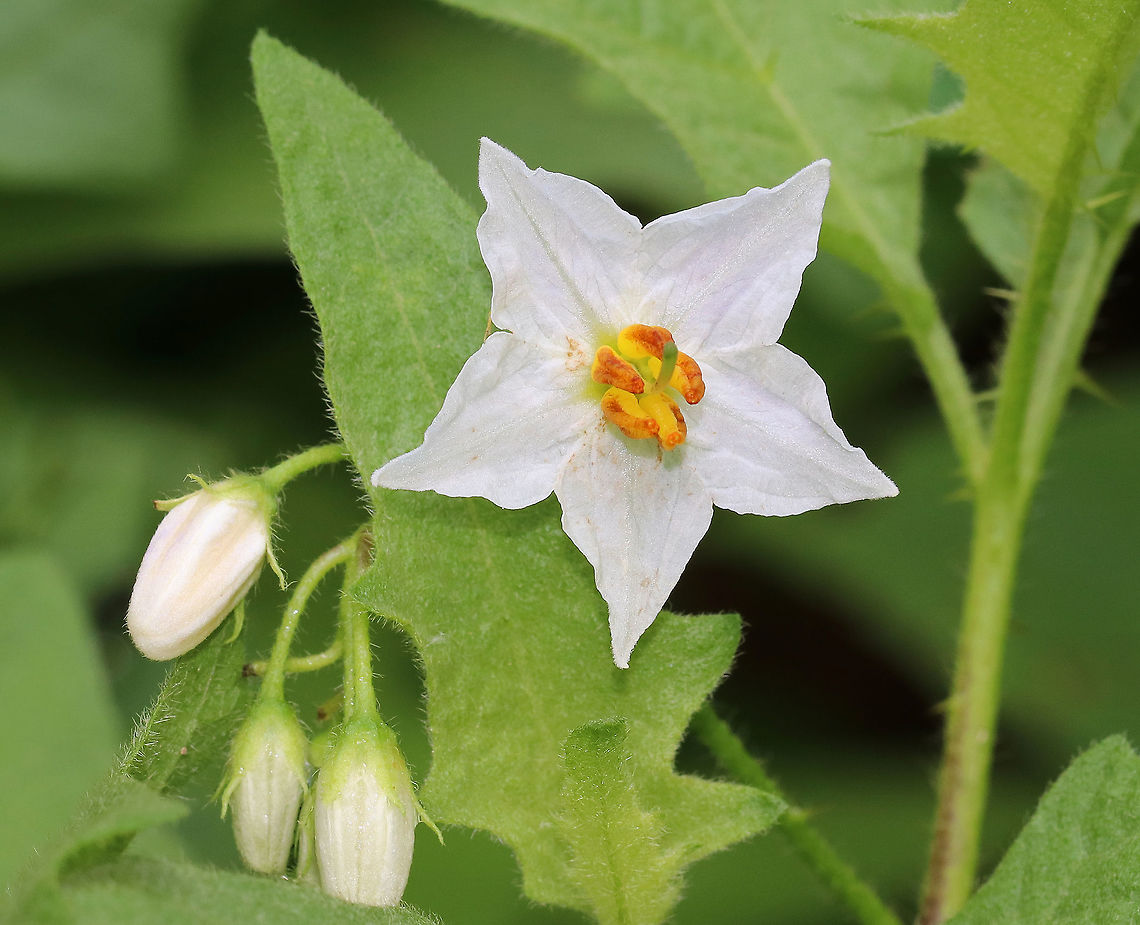 Carolina horsenettle - Solanum carolinense The flowers have five petals and are usually white with yellow centers. The leaves are alternate and oval-shaped, and are covered with fine hairs. The fruit resemble tomatoes - immature fruit is dark green with stripes; as it matures, the fruit turns yellow and wrinkles. <br />
<br />
All parts of this plant are poisonous to varying degrees due to the presence of solanine, which is a toxic alkaloid. Ingesting any part of the plant can cause fever, headache, nausea, vomiting, and diarrhea. However, ingesting the fruit can cause severe abdominal pain, circulatory and respiratory depression, and death.<br />
<br />
Habitat: Growing in a meadow. Carolina horsenettle,Geotagged,Solanum carolinense,Summer,United States
