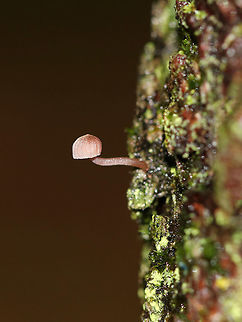 Bleeding Fairy Helmet - Mycena haematopus Small, pinkish mushroom with white gills. It exuded a purple juice from the stem when I disturbed it. It was about 15 mm long.

Habitat: This tiny mushroom was growing out of tree bark in a deciduous forest. Bleeding fairy helmet,Geotagged,Mycena haematopus,Summer,United States,fungus,mushroom,mycena