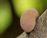 Cramp Balls - Daldinia concentrica Irregularly shaped fungus. Its surface was brown and powdery. When I pulled it off the wood, black liquid oozed out. The inside was wet and black with concentric, solid zones and felt similar to charcoal. <br />
<br />
Habitat: Spotted on birch in a deciduous forest.<br />
<br />
Fun facts:<br />
<br />
 #1 - The common name "cramp ball" refers to the old folk belief that carrying one around in your armpit would cure cramps!<br />
<br />
#2 - It is also known in Britain as "King Alfred's cakes". King Alfred was fleeing a battle when he took refuge in an old woman's house. The old woman, not knowing he was the king, left Alfred in charge of watching some cakes in the oven. He didn't know how to cook, fell asleep, and the cakes burned. So, this fungus gained this common name since it resembles burnt cakes.<br />
https://www.jungledragon.com/image/66605/cramp_balls_-_daldinia_concentrica.html Daldinia concentrica,Geotagged,King Alfred's Cake,Summer,United States,coal fungus,cramp balls,crampball,fungus,mushroom
