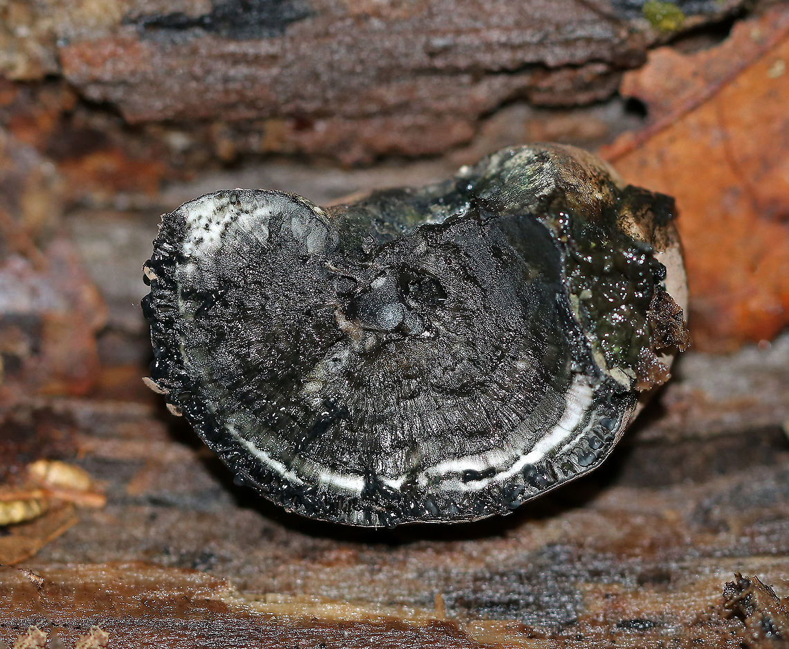 Cramp Balls - Daldinia concentrica <br />
Irregularly shaped fungus. Its surface was brown and powdery. When I pulled it off the wood, black liquid oozed out. The inside was wet and black with concentric, solid zones and felt similar to charcoal. <br />
<br />
Habitat: Spotted on birch in a deciduous forest.<br />
<br />
Fun facts:<br />
<br />
#1 - The common name &quot;cramp ball&quot; refers to the old folk belief that carrying one around in your armpit would cure cramps!<br />
<br />
#2 - It is also known in Britain as &quot;King Alfred&#039;s cakes&quot;. King Alfred was fleeing a battle when he took refuge in an old woman&#039;s house. The old woman, not knowing he was the king, left Alfred in charge of watching some cakes in the oven. He didn&#039;t know how to cook, fell asleep, and the cakes burned. So, this fungus gained this common name since it resembles burnt cakes.<br />
<figure class="photo"><a href="https://www.jungledragon.com/image/66604/cramp_balls_-_daldinia_concentrica.html" title="Cramp Balls - Daldinia concentrica"><img src="https://s3.amazonaws.com/media.jungledragon.com/images/3232/66604_thumb.jpg?AWSAccessKeyId=05GMT0V3GWVNE7GGM1R2&Expires=1759968010&Signature=R2S5QG3X8usRPaZNsrvKKLZxbxw%3D" width="200" height="164" alt="Cramp Balls - Daldinia concentrica Irregularly shaped fungus. Its surface was brown and powdery. When I pulled it off the wood, black liquid oozed out. The inside was wet and black with concentric, solid zones and felt similar to charcoal. <br />
<br />
Habitat: Spotted on birch in a deciduous forest.<br />
<br />
Fun facts:<br />
<br />
 #1 - The common name &quot;cramp ball&quot; refers to the old folk belief that carrying one around in your armpit would cure cramps!<br />
<br />
#2 - It is also known in Britain as &quot;King Alfred&#039;s cakes&quot;. King Alfred was fleeing a battle when he took refuge in an old woman&#039;s house. The old woman, not knowing he was the king, left Alfred in charge of watching some cakes in the oven. He didn&#039;t know how to cook, fell asleep, and the cakes burned. So, this fungus gained this common name since it resembles burnt cakes.<br />
https://www.jungledragon.com/image/66605/cramp_balls_-_daldinia_concentrica.html Daldinia concentrica,Geotagged,King Alfred&#039;s Cake,Summer,United States,coal fungus,cramp balls,crampball,fungus,mushroom" /></a></figure> Daldinia concentrica,Geotagged,King Alfred's Cake,Summer,United States,cramp balls,crampballs,fungus,mushroom