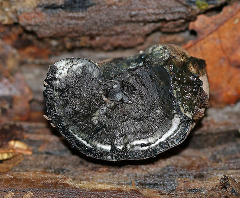 Cramp Balls - Daldinia concentrica 
Irregularly shaped fungus. Its surface was brown and powdery. When I pulled it off the wood, black liquid oozed out. The inside was wet and black with concentric, solid zones and felt similar to charcoal. 

Habitat: Spotted on birch in a deciduous forest.

Fun facts:

#1 - The common name "cramp ball" refers to the old folk belief that carrying one around in your armpit would cure cramps!

#2 - It is also known in Britain as "King Alfred's cakes". King Alfred was fleeing a battle when he took refuge in an old woman's house. The old woman, not knowing he was the king, left Alfred in charge of watching some cakes in the oven. He didn't know how to cook, fell asleep, and the cakes burned. So, this fungus gained this common name since it resembles burnt cakes.
https://www.jungledragon.com/image/66604/cramp_balls_-_daldinia_concentrica.html Daldinia concentrica,Geotagged,King Alfred's Cake,Summer,United States,cramp balls,crampballs,fungus,mushroom