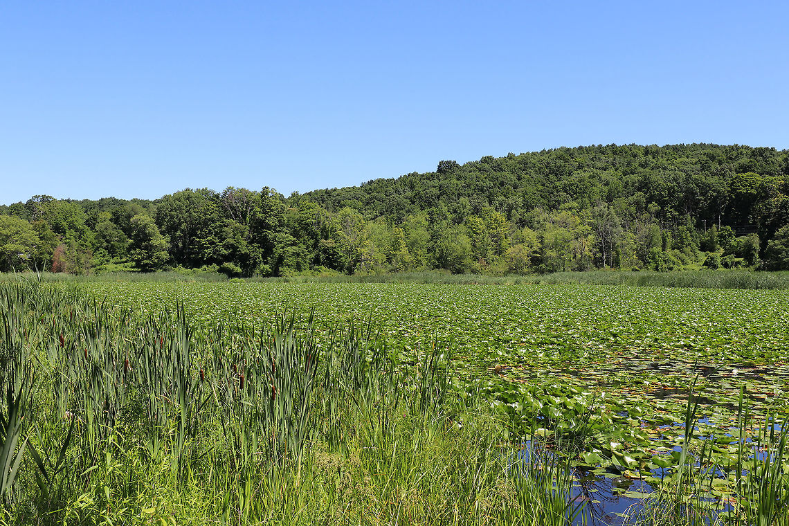 Pond and Surrounding Habitat - Sharon, Connecticut, USA This is one of my favorite places in northwestern Connecticut.  It&#039;s an area that has 5,000 acres (2,000 ha) of protected space. I never get bored here as there are meadows, marshes, swamps, forests, and gardens. The forests are mostly primary and include deciduous, coniferous, and mixed tracks.  The wildlife includes bears, foxes, squirrels, chipmunks, bobcats, fishers, and countless birds like woodpeckers, great blue herons, and songbirds.  Plus, there&#039;s a plethora of insects, snakes, frogs, salamanders, fungi, and plants! It is truly a paradise for nature-lovers. Geotagged,Summer,United States,deciduous forest,forest,marsh,pond