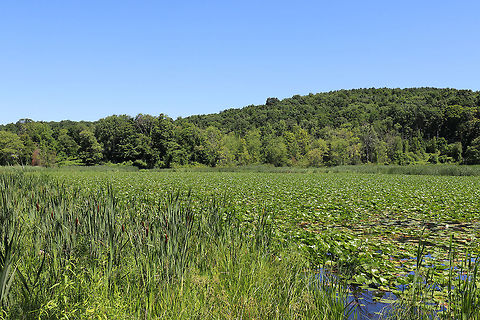 Pond and Surrounding Habitat - Sharon, Connecticut, USA This is one of my favorite places in northwestern Connecticut.  It's an area that has 5,000 acres (2,000 ha) of protected space. I never get bored here as there are meadows, marshes, swamps, forests, and gardens. The forests are mostly primary and include deciduous, coniferous, and mixed tracks.  The wildlife includes bears, foxes, squirrels, chipmunks, bobcats, fishers, and countless birds like woodpeckers, great blue herons, and songbirds.  Plus, there's a plethora of insects, snakes, frogs, salamanders, fungi, and plants! It is truly a paradise for nature-lovers. Geotagged,Summer,United States,deciduous forest,forest,marsh,pond