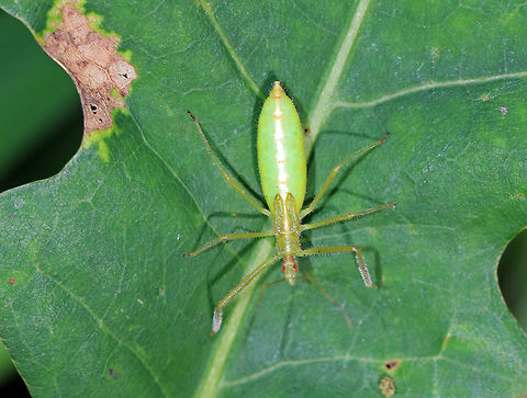 Pale Green Assassin Bug Nymph - Zelus luridus As the common name implies, this assassin bug is pale green :).  It had wing buds and a pale dorsal stripe.

Habitat: On an oak sapling in a meadow.

*I think this ID is correct, but any guidance would be appreciated* Geotagged,Pale Green Assassin Bug,Pale Green Assassin Bug Nymph,Summer,United States,Zelus luridus,bug nymph,nymph,zelus
