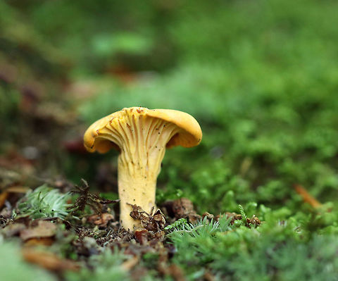 Chanterelle - Cantharellus sp. This mushroom was completely yellow and had decurrent gills.

Habitat: Growing among moss in a mixed forest. Cantharellus,Geotagged,Summer,United States,chanterelle,fungus,mushroom,yellow mushroom