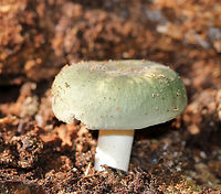 Parsley-scented Russula - Russula redolens Russula with a blue/green cap, white gills, and a white stipe. The flesh of this mushroom smells like parsley, hence the common name.<br />
<br />
Habitat: It was growing on rotting wood in a mixed forest.<br />
https://www.jungledragon.com/image/66657/parsley-scented_russula_-_russula_redolens.html Geotagged,Parsley-scented Russula,Russula redolens,Summer,United States,fungus,mushroom,russula