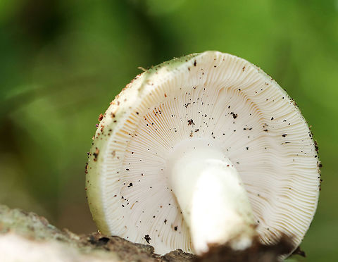 Parsley-scented Russula - Russula redolens Russula with a blue/green cap, white gills, and a white stipe. The flesh of this mushroom smells like parsley, hence the common name.

Habitat: It was growing on rotting wood in a mixed forest.
https://www.jungledragon.com/image/66656/parsley-scented_russula_-_russula_redolens.html Geotagged,Parsley-scented russula,Russula redolens,Summer,United States,fungus,mushroom,russula