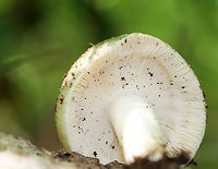Parsley-scented Russula - Russula redolens Russula with a blue/green cap, white gills, and a white stipe. The flesh of this mushroom smells like parsley, hence the common name.<br />
<br />
Habitat: It was growing on rotting wood in a mixed forest.<br />
https://www.jungledragon.com/image/66656/parsley-scented_russula_-_russula_redolens.html Geotagged,Parsley-scented russula,Russula redolens,Summer,United States,fungus,mushroom,russula