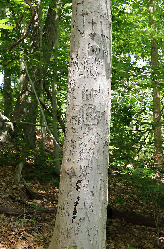 American Beech - Fagus grandifolia This tree and several others in this area were the victims of self-centered humans.  They were all carved into with people's initials. Those people probably spent less than an hour sitting by this pond, and these trees will have to live  like this for decades- if they are lucky enough not to succumb to disease as a result the extensive damage done to their bark.<br />
<br />
Habitat: A disturbed, small forest. This location has a pond, which draws in a lot of people - to the detriment of the natural environment. American beech,Fagus grandifolia,Geotagged,Summer,United States,graffiti,human impact,tree