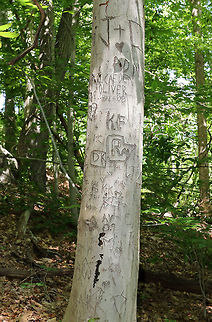 American Beech - Fagus grandifolia This tree and several others in this area were the victims of self-centered humans.  They were all carved into with people's initials. Those people probably spent less than an hour sitting by this pond, and these trees will have to live  like this for decades- if they are lucky enough not to succumb to disease as a result the extensive damage done to their bark.

Habitat: A disturbed, small forest. This location has a pond, which draws in a lot of people - to the detriment of the natural environment. American beech,Fagus grandifolia,Geotagged,Summer,United States,graffiti,human impact,tree