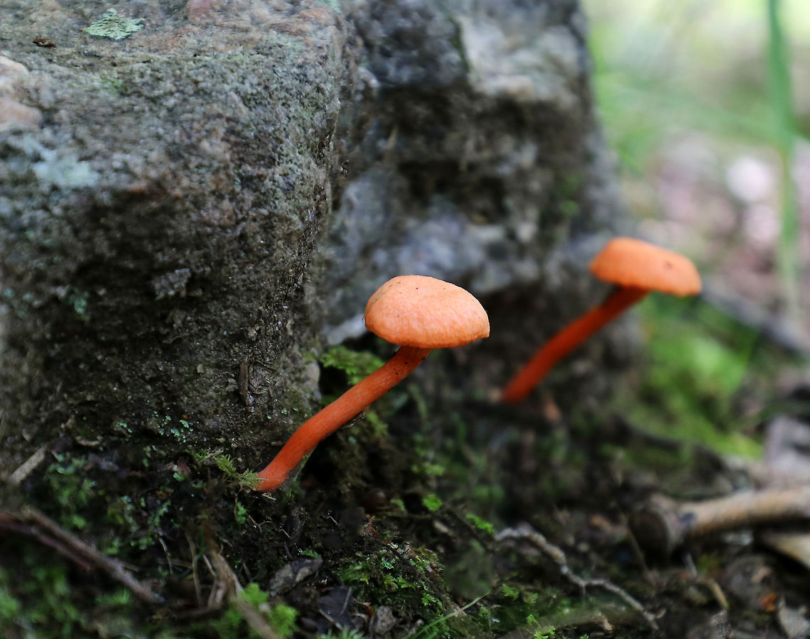 Red Chanterelles - Cantharellus cinnabarinus Convex, orange caps. They were bald and dry. The undersurface had decurrent, false gills.<br />
<br />
Habitat: Growing throughout a mixed forest.  Cantharellus cinnabarinus,Chanterelles,Geotagged,Red Chanterelles,Summer,United States,fungus,mushroom