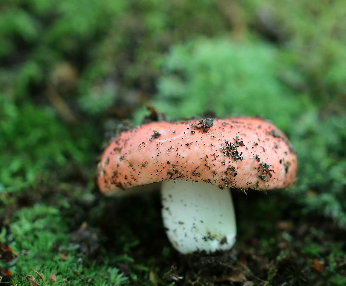 Mushroom - Russula sp. I see Russula mushrooms everywhere I go. The ones I see have caps that are tan, pale pink, green, purple, and bright red.  I ignore most of them because they are so common and also because they are difficult to identify to species level. But, sometimes I just can&#039;t resist!<br />
<br />
Habitat: Growing in moss in a mixed forest. Geotagged,Summer,United States,fungus,mushroom,russula
