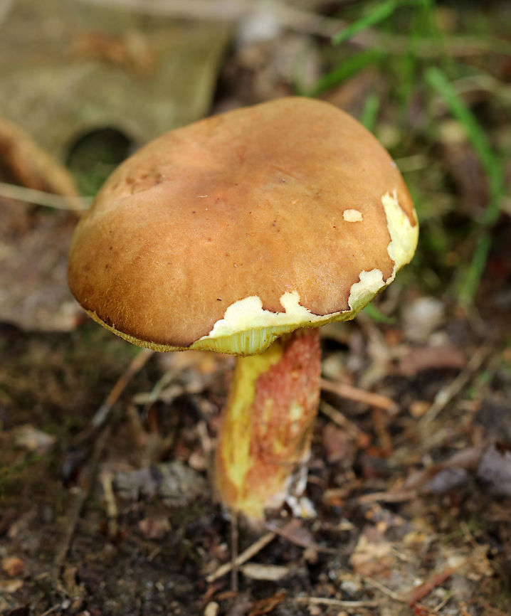 Ash Tray Bolete - Leccinum rubropunctum Bolete with reddish-brown cap, bright yellow pores, and a yellow stipe with reddish streaks. The pores did not bruise. <br />
<br />
Habitat: Growing on the ground in a mixed, disturbed forest.<br />
<br />
*It gets its common name from its stinky smell.  Ash Tray Bolete,Ashtray Bolete,Geotagged,Leccinum,Leccinum rubropunctum,Summer,United States,ash tray bolete,bolete,fungus,mushroom