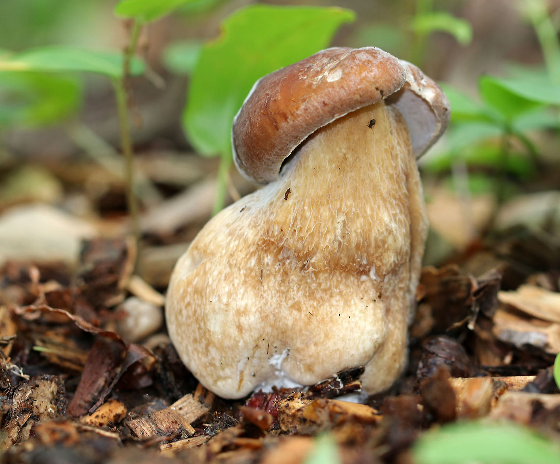Hypomyces melanocarpus on Tylopilus Mushroom This mushroom (Tylopilus sp.) is infected with a parasitic fungus, Hypomyces melanocarpus, which has distorted its growth.<br />
<br />
Habitat: It was growing in wood chips along a nature trail in a mixed, but mostly deciduous forest. Bolete eater,Geotagged,Hypomyces,Hypomyces melanocarpus,Summer,United States,bolete,boletus,mushroom,parasitic fungus,tylopilus