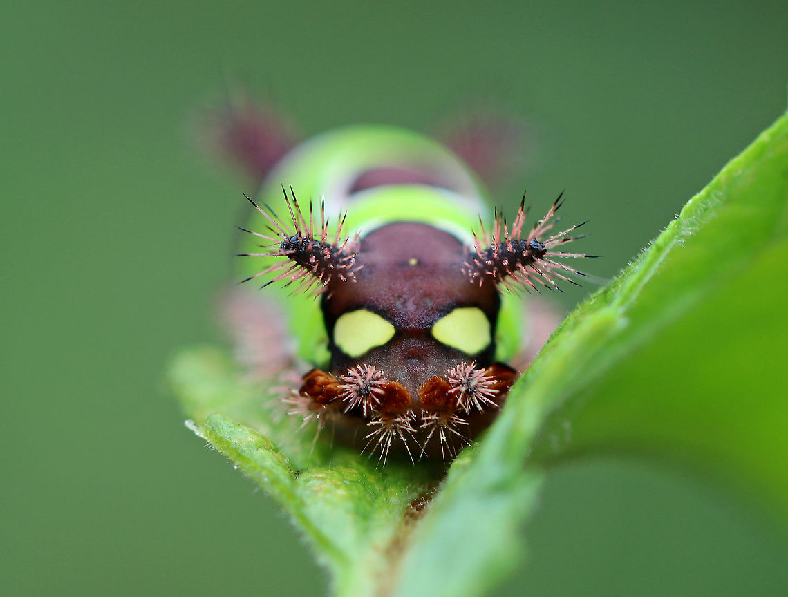 Saddleback Caterpillar - Acharia stimulea I was SO excited to find this caterpillar in my mother&#039;s garden this weekend! <br />
<br />
The caterpillars have a truncated, slug-like body that is not typical of other lepidopterans. The prolegs are concealed under the ventral surface of the body.  They have aposematic coloring with dark brown anterior and posterior ends with a contrasting bright green pattern blanketing the dorsal midsection.<br />
<br />
It is a medically significant insect due to the presence of venomous, urticating spines and hairs! These hairs/spines  secrete an irritating venom that causes a painful, swollen rash and nausea in humans.<br />
<br />
Habitat: Spotted in a rural, backyard garden.<br />
<figure class="photo"><a href="https://www.jungledragon.com/image/66752/saddleback_caterpillar_-_acharia_stimulea.html" title="Saddleback Caterpillar - Acharia stimulea"><img src="https://s3.amazonaws.com/media.jungledragon.com/images/3232/66752_thumb.jpg?AWSAccessKeyId=05GMT0V3GWVNE7GGM1R2&Expires=1767225610&Signature=uQaDDPs%2Fp4lSc46%2FrS%2F13fMYpho%3D" width="200" height="160" alt="Saddleback Caterpillar - Acharia stimulea I was SO excited to find this caterpillar in my mother&#039;s garden this weekend! <br />
<br />
The caterpillars have a truncated, slug-like body that is not typical of other lepidopterans. The prolegs are concealed under the ventral surface of the body. They have aposematic coloring with dark brown anterior and posterior ends with a contrasting bright green pattern blanketing the dorsal midsection.<br />
<br />
It is a medically significant insect due to the presence of venomous, urticating spines and hairs! These hairs/spines secrete an irritating venom that causes a painful, swollen rash and nausea in humans.<br />
<br />
Habitat: Spotted in a rural, backyard garden.<br />
https://www.jungledragon.com/image/66748/saddleback_caterpillar_-_acharia_stimulea.html<br />
https://www.jungledragon.com/image/66751/saddleback_caterpillar_-_acharia_stimulea.html<br />
https://www.jungledragon.com/image/66750/saddleback_caterpillar_-_acharia_stimulea.html<br />
https://www.jungledragon.com/image/66749/saddleback_caterpillar_-_acharia_stimulea.html Acharia stimulea,Fall,Geotagged,Saddleback Caterpillar,United States,caterpillar,larva" /></a></figure><br />
<figure class="photo"><a href="https://www.jungledragon.com/image/66751/saddleback_caterpillar_-_acharia_stimulea.html" title="Saddleback Caterpillar - Acharia stimulea"><img src="https://s3.amazonaws.com/media.jungledragon.com/images/3232/66751_thumb.jpg?AWSAccessKeyId=05GMT0V3GWVNE7GGM1R2&Expires=1767225610&Signature=T5KLZpA7s2YZ5CDY%2FTaQ1e4ac38%3D" width="106" height="152" alt="Saddleback Caterpillar - Acharia stimulea I was SO excited to find this caterpillar in my mother&#039;s garden this weekend! <br />
<br />
The caterpillars have a truncated, slug-like body that is not typical of other lepidopterans. The prolegs are concealed under the ventral surface of the body. They have aposematic coloring with dark brown anterior and posterior ends with a contrasting bright green pattern blanketing the dorsal midsection.<br />
<br />
It is a medically significant insect due to the presence of venomous, urticating spines and hairs! These hairs/spines secrete an irritating venom that causes a painful, swollen rash and nausea in humans.<br />
<br />
Habitat: Spotted in a rural, backyard garden.<br />
https://www.jungledragon.com/image/66748/saddleback_caterpillar_-_acharia_stimulea.html<br />
https://www.jungledragon.com/image/66752/saddleback_caterpillar_-_acharia_stimulea.html<br />
https://www.jungledragon.com/image/66750/saddleback_caterpillar_-_acharia_stimulea.html<br />
https://www.jungledragon.com/image/66749/saddleback_caterpillar_-_acharia_stimulea.html Acharia stimulea,Fall,Geotagged,Saddleback Caterpillar,United States,caterpillar,larva" /></a></figure><br />
<figure class="photo"><a href="https://www.jungledragon.com/image/66750/saddleback_caterpillar_-_acharia_stimulea.html" title="Saddleback Caterpillar - Acharia stimulea"><img src="https://s3.amazonaws.com/media.jungledragon.com/images/3232/66750_thumb.jpg?AWSAccessKeyId=05GMT0V3GWVNE7GGM1R2&Expires=1767225610&Signature=EQhzsIK%2BeG6rZze7SfkMKeFT35o%3D" width="116" height="152" alt="Saddleback Caterpillar - Acharia stimulea I was SO excited to find this caterpillar in my mother&#039;s garden this weekend! <br />
<br />
The caterpillars have a truncated, slug-like body that is not typical of other lepidopterans. The prolegs are concealed under the ventral surface of the body. They have aposematic coloring with dark brown anterior and posterior ends with a contrasting bright green pattern blanketing the dorsal midsection.<br />
<br />
It is a medically significant insect due to the presence of venomous, urticating spines and hairs! These hairs/spines secrete an irritating venom that causes a painful, swollen rash and nausea in humans.<br />
<br />
Habitat: Spotted in a rural, backyard garden.<br />
https://www.jungledragon.com/image/66751/saddleback_caterpillar_-_acharia_stimulea.html<br />
https://www.jungledragon.com/image/66749/saddleback_caterpillar_-_acharia_stimulea.html<br />
https://www.jungledragon.com/image/66752/saddleback_caterpillar_-_acharia_stimulea.html<br />
https://www.jungledragon.com/image/66748/saddleback_caterpillar_-_acharia_stimulea.html Acharia stimulea,Fall,Geotagged,Saddleback Caterpillar,United States,caterpillar,larva" /></a></figure><br />
<figure class="photo"><a href="https://www.jungledragon.com/image/66749/saddleback_caterpillar_-_acharia_stimulea.html" title="Saddleback Caterpillar - Acharia stimulea"><img src="https://s3.amazonaws.com/media.jungledragon.com/images/3232/66749_thumb.jpg?AWSAccessKeyId=05GMT0V3GWVNE7GGM1R2&Expires=1767225610&Signature=%2FOHScgbDoozczIRvbLRdPFwguok%3D" width="200" height="164" alt="Saddleback Caterpillar - Acharia stimulea I was SO excited to find this caterpillar in my mother&#039;s garden this weekend! <br />
<br />
The caterpillars have a truncated, slug-like body that is not typical of other lepidopterans. The prolegs are concealed under the ventral surface of the body. They have aposematic coloring with dark brown anterior and posterior ends with a contrasting bright green pattern blanketing the dorsal midsection.<br />
<br />
It is a medically significant insect due to the presence of venomous, urticating spines and hairs! These hairs/spines secrete an irritating venom that causes a painful, swollen rash and nausea in humans.<br />
<br />
Habitat: Spotted in a rural, backyard garden.<br />
https://www.jungledragon.com/image/66750/saddleback_caterpillar_-_acharia_stimulea.html<br />
https://www.jungledragon.com/image/66751/saddleback_caterpillar_-_acharia_stimulea.html<br />
https://www.jungledragon.com/image/66752/saddleback_caterpillar_-_acharia_stimulea.html<br />
https://www.jungledragon.com/image/66748/saddleback_caterpillar_-_acharia_stimulea.html<br />
 Acharia stimulea,Fall,Geotagged,Saddleback Caterpillar,United States,caterpillar,larva,slug moth caterpillar" /></a></figure> Acharia stimulea,Fall,Geotagged,Saddleback,Saddleback Caterpillar,United States,caterpillar,larva,limacodid moth,slug moth