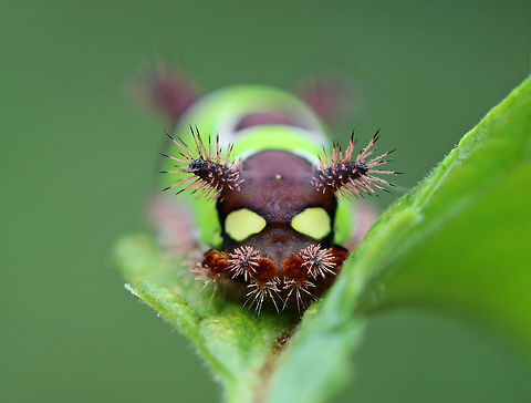 Saddleback Caterpillar - Acharia stimulea I was SO excited to find this caterpillar in my mother's garden this weekend! 
The caterpillars have a truncated, slug-like body that is not typical of other lepidopterans. The prolegs are concealed under the ventral surface of the body.  They have aposematic coloring with dark brown anterior and posterior ends with a contrasting bright green pattern blanketing the dorsal midsection.
It is a medically significant insect due to the presence of venomous, urticating spines and hairs! These hairs/spines  secrete an irritating venom that causes a painful, swollen rash and nausea in humans.
Habitat: Spotted in a rural, backyard garden.
https://www.jungledragon.com/image/66752/saddleback_caterpillar_-_acharia_stimulea.html
https://www.jungledragon.com/image/66751/saddleback_caterpillar_-_acharia_stimulea.html
https://www.jungledragon.com/image/66750/saddleback_caterpillar_-_acharia_stimulea.html
https://www.jungledragon.com/image/66749/saddleback_caterpillar_-_acharia_stimulea.html Acharia stimulea,Fall,Geotagged,Saddleback,Saddleback Caterpillar,United States,caterpillar,larva,limacodid moth,slug moth