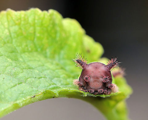 Saddleback Caterpillar - Acharia stimulea I was SO excited to find this caterpillar in my mother's garden this weekend! 

The caterpillars have a truncated, slug-like body that is not typical of other lepidopterans. The prolegs are concealed under the ventral surface of the body. They have aposematic coloring with dark brown anterior and posterior ends with a contrasting bright green pattern blanketing the dorsal midsection.

It is a medically significant insect due to the presence of venomous, urticating spines and hairs! These hairs/spines secrete an irritating venom that causes a painful, swollen rash and nausea in humans.

Habitat: Spotted in a rural, backyard garden.
https://www.jungledragon.com/image/66750/saddleback_caterpillar_-_acharia_stimulea.html
https://www.jungledragon.com/image/66751/saddleback_caterpillar_-_acharia_stimulea.html
https://www.jungledragon.com/image/66752/saddleback_caterpillar_-_acharia_stimulea.html
https://www.jungledragon.com/image/66748/saddleback_caterpillar_-_acharia_stimulea.html
 Acharia stimulea,Fall,Geotagged,Saddleback Caterpillar,United States,caterpillar,larva,slug moth caterpillar