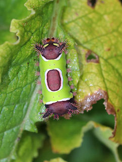 Saddleback Caterpillar - Acharia stimulea I was SO excited to find this caterpillar in my mother's garden this weekend! 

The caterpillars have a truncated, slug-like body that is not typical of other lepidopterans. The prolegs are concealed under the ventral surface of the body. They have aposematic coloring with dark brown anterior and posterior ends with a contrasting bright green pattern blanketing the dorsal midsection.

It is a medically significant insect due to the presence of venomous, urticating spines and hairs! These hairs/spines secrete an irritating venom that causes a painful, swollen rash and nausea in humans.

Habitat: Spotted in a rural, backyard garden.
https://www.jungledragon.com/image/66751/saddleback_caterpillar_-_acharia_stimulea.html
https://www.jungledragon.com/image/66749/saddleback_caterpillar_-_acharia_stimulea.html
https://www.jungledragon.com/image/66752/saddleback_caterpillar_-_acharia_stimulea.html
https://www.jungledragon.com/image/66748/saddleback_caterpillar_-_acharia_stimulea.html Acharia stimulea,Fall,Geotagged,Saddleback Caterpillar,United States,caterpillar,larva