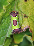 Saddleback Caterpillar - Acharia stimulea I was SO excited to find this caterpillar in my mother's garden this weekend! <br />
<br />
The caterpillars have a truncated, slug-like body that is not typical of other lepidopterans. The prolegs are concealed under the ventral surface of the body. They have aposematic coloring with dark brown anterior and posterior ends with a contrasting bright green pattern blanketing the dorsal midsection.<br />
<br />
It is a medically significant insect due to the presence of venomous, urticating spines and hairs! These hairs/spines secrete an irritating venom that causes a painful, swollen rash and nausea in humans.<br />
<br />
Habitat: Spotted in a rural, backyard garden.<br />
https://www.jungledragon.com/image/66751/saddleback_caterpillar_-_acharia_stimulea.html<br />
https://www.jungledragon.com/image/66749/saddleback_caterpillar_-_acharia_stimulea.html<br />
https://www.jungledragon.com/image/66752/saddleback_caterpillar_-_acharia_stimulea.html<br />
https://www.jungledragon.com/image/66748/saddleback_caterpillar_-_acharia_stimulea.html Acharia stimulea,Fall,Geotagged,Saddleback Caterpillar,United States,caterpillar,larva