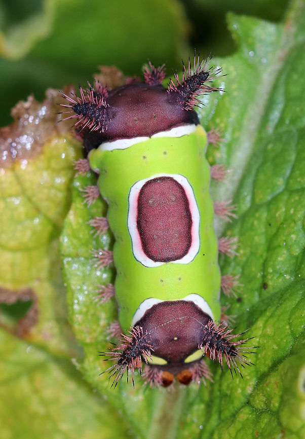Saddleback Caterpillar - Acharia stimulea I was SO excited to find this caterpillar in my mother's garden this weekend! <br />
<br />
The caterpillars have a truncated, slug-like body that is not typical of other lepidopterans. The prolegs are concealed under the ventral surface of the body. They have aposematic coloring with dark brown anterior and posterior ends with a contrasting bright green pattern blanketing the dorsal midsection.<br />
<br />
It is a medically significant insect due to the presence of venomous, urticating spines and hairs! These hairs/spines secrete an irritating venom that causes a painful, swollen rash and nausea in humans.<br />
<br />
Habitat: Spotted in a rural, backyard garden.<br />
<figure class="photo"><a href="https://www.jungledragon.com/image/66748/saddleback_caterpillar_-_acharia_stimulea.html" title="Saddleback Caterpillar - Acharia stimulea"><img src="https://s3.amazonaws.com/media.jungledragon.com/images/3232/66748_thumb.jpg?AWSAccessKeyId=05GMT0V3GWVNE7GGM1R2&Expires=1759968010&Signature=1046uSXuVwZxf9UFUjyZd7sZlqc%3D" width="200" height="152" alt="Saddleback Caterpillar - Acharia stimulea I was SO excited to find this caterpillar in my mother's garden this weekend! <br />
<br />
The caterpillars have a truncated, slug-like body that is not typical of other lepidopterans. The prolegs are concealed under the ventral surface of the body. They have aposematic coloring with dark brown anterior and posterior ends with a contrasting bright green pattern blanketing the dorsal midsection.<br />
<br />
It is a medically significant insect due to the presence of venomous, urticating spines and hairs! These hairs/spines secrete an irritating venom that causes a painful, swollen rash and nausea in humans.<br />
<br />
Habitat: Spotted in a rural, backyard garden.<br />
https://www.jungledragon.com/image/66752/saddleback_caterpillar_-_acharia_stimulea.html<br />
https://www.jungledragon.com/image/66751/saddleback_caterpillar_-_acharia_stimulea.html<br />
https://www.jungledragon.com/image/66750/saddleback_caterpillar_-_acharia_stimulea.html<br />
https://www.jungledragon.com/image/66749/saddleback_caterpillar_-_acharia_stimulea.html Acharia stimulea,Fall,Geotagged,Saddleback,Saddleback Caterpillar,United States,caterpillar,larva,limacodid moth,slug moth" /></a></figure><br />
<figure class="photo"><a href="https://www.jungledragon.com/image/66752/saddleback_caterpillar_-_acharia_stimulea.html" title="Saddleback Caterpillar - Acharia stimulea"><img src="https://s3.amazonaws.com/media.jungledragon.com/images/3232/66752_thumb.jpg?AWSAccessKeyId=05GMT0V3GWVNE7GGM1R2&Expires=1759968010&Signature=PPlbGmIu4ULePqGS3cBUkwxUv5o%3D" width="200" height="160" alt="Saddleback Caterpillar - Acharia stimulea I was SO excited to find this caterpillar in my mother's garden this weekend! <br />
<br />
The caterpillars have a truncated, slug-like body that is not typical of other lepidopterans. The prolegs are concealed under the ventral surface of the body. They have aposematic coloring with dark brown anterior and posterior ends with a contrasting bright green pattern blanketing the dorsal midsection.<br />
<br />
It is a medically significant insect due to the presence of venomous, urticating spines and hairs! These hairs/spines secrete an irritating venom that causes a painful, swollen rash and nausea in humans.<br />
<br />
Habitat: Spotted in a rural, backyard garden.<br />
https://www.jungledragon.com/image/66748/saddleback_caterpillar_-_acharia_stimulea.html<br />
https://www.jungledragon.com/image/66751/saddleback_caterpillar_-_acharia_stimulea.html<br />
https://www.jungledragon.com/image/66750/saddleback_caterpillar_-_acharia_stimulea.html<br />
https://www.jungledragon.com/image/66749/saddleback_caterpillar_-_acharia_stimulea.html Acharia stimulea,Fall,Geotagged,Saddleback Caterpillar,United States,caterpillar,larva" /></a></figure><br />
<figure class="photo"><a href="https://www.jungledragon.com/image/66750/saddleback_caterpillar_-_acharia_stimulea.html" title="Saddleback Caterpillar - Acharia stimulea"><img src="https://s3.amazonaws.com/media.jungledragon.com/images/3232/66750_thumb.jpg?AWSAccessKeyId=05GMT0V3GWVNE7GGM1R2&Expires=1759968010&Signature=paBqw5uafl7016BA3jSLHiNMFGE%3D" width="116" height="152" alt="Saddleback Caterpillar - Acharia stimulea I was SO excited to find this caterpillar in my mother's garden this weekend! <br />
<br />
The caterpillars have a truncated, slug-like body that is not typical of other lepidopterans. The prolegs are concealed under the ventral surface of the body. They have aposematic coloring with dark brown anterior and posterior ends with a contrasting bright green pattern blanketing the dorsal midsection.<br />
<br />
It is a medically significant insect due to the presence of venomous, urticating spines and hairs! These hairs/spines secrete an irritating venom that causes a painful, swollen rash and nausea in humans.<br />
<br />
Habitat: Spotted in a rural, backyard garden.<br />
https://www.jungledragon.com/image/66751/saddleback_caterpillar_-_acharia_stimulea.html<br />
https://www.jungledragon.com/image/66749/saddleback_caterpillar_-_acharia_stimulea.html<br />
https://www.jungledragon.com/image/66752/saddleback_caterpillar_-_acharia_stimulea.html<br />
https://www.jungledragon.com/image/66748/saddleback_caterpillar_-_acharia_stimulea.html Acharia stimulea,Fall,Geotagged,Saddleback Caterpillar,United States,caterpillar,larva" /></a></figure><br />
<figure class="photo"><a href="https://www.jungledragon.com/image/66749/saddleback_caterpillar_-_acharia_stimulea.html" title="Saddleback Caterpillar - Acharia stimulea"><img src="https://s3.amazonaws.com/media.jungledragon.com/images/3232/66749_thumb.jpg?AWSAccessKeyId=05GMT0V3GWVNE7GGM1R2&Expires=1759968010&Signature=tJKLxnfZRr8iEcHxF7eJp5A1cLM%3D" width="200" height="164" alt="Saddleback Caterpillar - Acharia stimulea I was SO excited to find this caterpillar in my mother's garden this weekend! <br />
<br />
The caterpillars have a truncated, slug-like body that is not typical of other lepidopterans. The prolegs are concealed under the ventral surface of the body. They have aposematic coloring with dark brown anterior and posterior ends with a contrasting bright green pattern blanketing the dorsal midsection.<br />
<br />
It is a medically significant insect due to the presence of venomous, urticating spines and hairs! These hairs/spines secrete an irritating venom that causes a painful, swollen rash and nausea in humans.<br />
<br />
Habitat: Spotted in a rural, backyard garden.<br />
https://www.jungledragon.com/image/66750/saddleback_caterpillar_-_acharia_stimulea.html<br />
https://www.jungledragon.com/image/66751/saddleback_caterpillar_-_acharia_stimulea.html<br />
https://www.jungledragon.com/image/66752/saddleback_caterpillar_-_acharia_stimulea.html<br />
https://www.jungledragon.com/image/66748/saddleback_caterpillar_-_acharia_stimulea.html<br />
Acharia stimulea,Fall,Geotagged,Saddleback Caterpillar,United States,caterpillar,larva,slug moth caterpillar" /></a></figure> Acharia stimulea,Fall,Geotagged,Saddleback Caterpillar,United States,caterpillar,larva