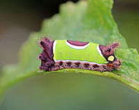 Saddleback Caterpillar - Acharia stimulea I was SO excited to find this caterpillar in my mother's garden this weekend! <br />
<br />
The caterpillars have a truncated, slug-like body that is not typical of other lepidopterans. The prolegs are concealed under the ventral surface of the body. They have aposematic coloring with dark brown anterior and posterior ends with a contrasting bright green pattern blanketing the dorsal midsection.<br />
<br />
It is a medically significant insect due to the presence of venomous, urticating spines and hairs! These hairs/spines secrete an irritating venom that causes a painful, swollen rash and nausea in humans.<br />
<br />
Habitat: Spotted in a rural, backyard garden.<br />
https://www.jungledragon.com/image/66748/saddleback_caterpillar_-_acharia_stimulea.html<br />
https://www.jungledragon.com/image/66751/saddleback_caterpillar_-_acharia_stimulea.html<br />
https://www.jungledragon.com/image/66750/saddleback_caterpillar_-_acharia_stimulea.html<br />
https://www.jungledragon.com/image/66749/saddleback_caterpillar_-_acharia_stimulea.html Acharia stimulea,Fall,Geotagged,Saddleback Caterpillar,United States,caterpillar,larva