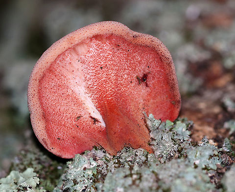 Ox Tongue - Fistulina hepatica The fruiting body was pink and fan/tongue-shaped. It was very soft, velvety, and beautiful!

Habitat: Growing on an oak snag in a rural, wooded backyard.
https://www.jungledragon.com/image/66755/ox_tongue_-_fistulina_hepatica.html
https://www.jungledragon.com/image/66754/ox_tongue_-_fistulina_hepatica.html Fall,Fistulina,Fistulina hepatica,Geotagged,United States,beefsteak polypore,fungus,mushroom,ox tongue