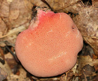 Ox Tongue - Fistulina hepatica The fruiting body was pink and fan/tongue-shaped. It was very soft, velvety, and beautiful!<br />
<br />
Habitat: Growing on an oak snag in a rural, wooded backyard.<br />
https://www.jungledragon.com/image/66755/ox_tongue_-_fistulina_hepatica.html<br />
https://www.jungledragon.com/image/66753/ox_tongue_-_fistulina_hepatica.html Fall,Fistulina hepatica,Geotagged,United States,beefsteak polypore,fistulina,fungus,mushroom,ox tongue