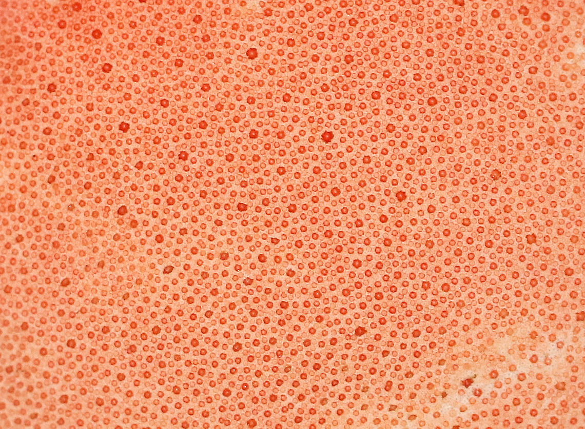 Ox Tongue - Fistulina hepatica The fruiting body was pink and fan/tongue-shaped. It was very soft, velvety, and beautiful!<br />
<br />
Habitat: Growing on an oak snag in a rural, wooded backyard.<br />
<figure class="photo"><a href="https://www.jungledragon.com/image/66754/ox_tongue_-_fistulina_hepatica.html" title="Ox Tongue - Fistulina hepatica"><img src="https://s3.amazonaws.com/media.jungledragon.com/images/3232/66754_thumb.jpg?AWSAccessKeyId=05GMT0V3GWVNE7GGM1R2&Expires=1769040010&Signature=HFMuT3dbiQ7Pmz6htD8COwR8Kfk%3D" width="200" height="168" alt="Ox Tongue - Fistulina hepatica The fruiting body was pink and fan/tongue-shaped. It was very soft, velvety, and beautiful!<br />
<br />
Habitat: Growing on an oak snag in a rural, wooded backyard.<br />
https://www.jungledragon.com/image/66755/ox_tongue_-_fistulina_hepatica.html<br />
https://www.jungledragon.com/image/66753/ox_tongue_-_fistulina_hepatica.html Fall,Fistulina hepatica,Geotagged,United States,beefsteak polypore,fistulina,fungus,mushroom,ox tongue" /></a></figure><br />
<figure class="photo"><a href="https://www.jungledragon.com/image/66753/ox_tongue_-_fistulina_hepatica.html" title="Ox Tongue - Fistulina hepatica"><img src="https://s3.amazonaws.com/media.jungledragon.com/images/3232/66753_thumb.jpg?AWSAccessKeyId=05GMT0V3GWVNE7GGM1R2&Expires=1769040010&Signature=YVr717%2Fnk%2FLYDcKNgpnfmTZicjI%3D" width="200" height="164" alt="Ox Tongue - Fistulina hepatica The fruiting body was pink and fan/tongue-shaped. It was very soft, velvety, and beautiful!<br />
<br />
Habitat: Growing on an oak snag in a rural, wooded backyard.<br />
https://www.jungledragon.com/image/66755/ox_tongue_-_fistulina_hepatica.html<br />
https://www.jungledragon.com/image/66754/ox_tongue_-_fistulina_hepatica.html Fall,Fistulina,Fistulina hepatica,Geotagged,United States,beefsteak polypore,fungus,mushroom,ox tongue" /></a></figure> Fall,Fistulina hepatica,Geotagged,United States,beefsteak polypore,fistulina,fungus,mushroom,ox tongue