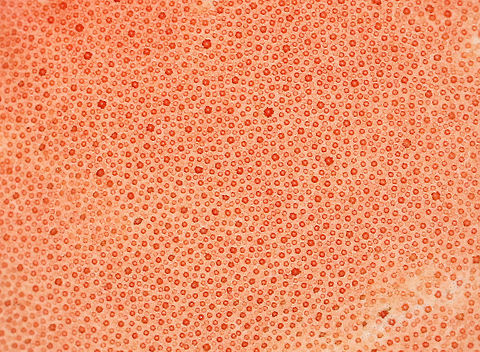 Ox Tongue - Fistulina hepatica The fruiting body was pink and fan/tongue-shaped. It was very soft, velvety, and beautiful!
Habitat: Growing on an oak snag in a rural, wooded backyard.
https://www.jungledragon.com/image/66754/ox_tongue_-_fistulina_hepatica.html
https://www.jungledragon.com/image/66753/ox_tongue_-_fistulina_hepatica.html Fall,Fistulina hepatica,Geotagged,United States,beefsteak polypore,fistulina,fungus,mushroom,ox tongue