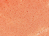 Ox Tongue - Fistulina hepatica The fruiting body was pink and fan/tongue-shaped. It was very soft, velvety, and beautiful!<br />
<br />
Habitat: Growing on an oak snag in a rural, wooded backyard.<br />
https://www.jungledragon.com/image/66754/ox_tongue_-_fistulina_hepatica.html<br />
https://www.jungledragon.com/image/66753/ox_tongue_-_fistulina_hepatica.html Fall,Fistulina hepatica,Geotagged,United States,beefsteak polypore,fistulina,fungus,mushroom,ox tongue