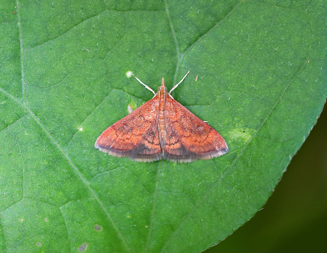 Mint Root Borer - Fumibotys fumalis Forewings were orange-brown with the AM line shaped like an arc. There were large, diffuse dark patches near the middle of wing between the AM and PM lines.<br />
<br />
Habitat: Resting on a morning glory leaf in a rural backyard. Fall,Fumibotys,Fumibotys fumalis,Geotagged,United States,mint root borer,moth