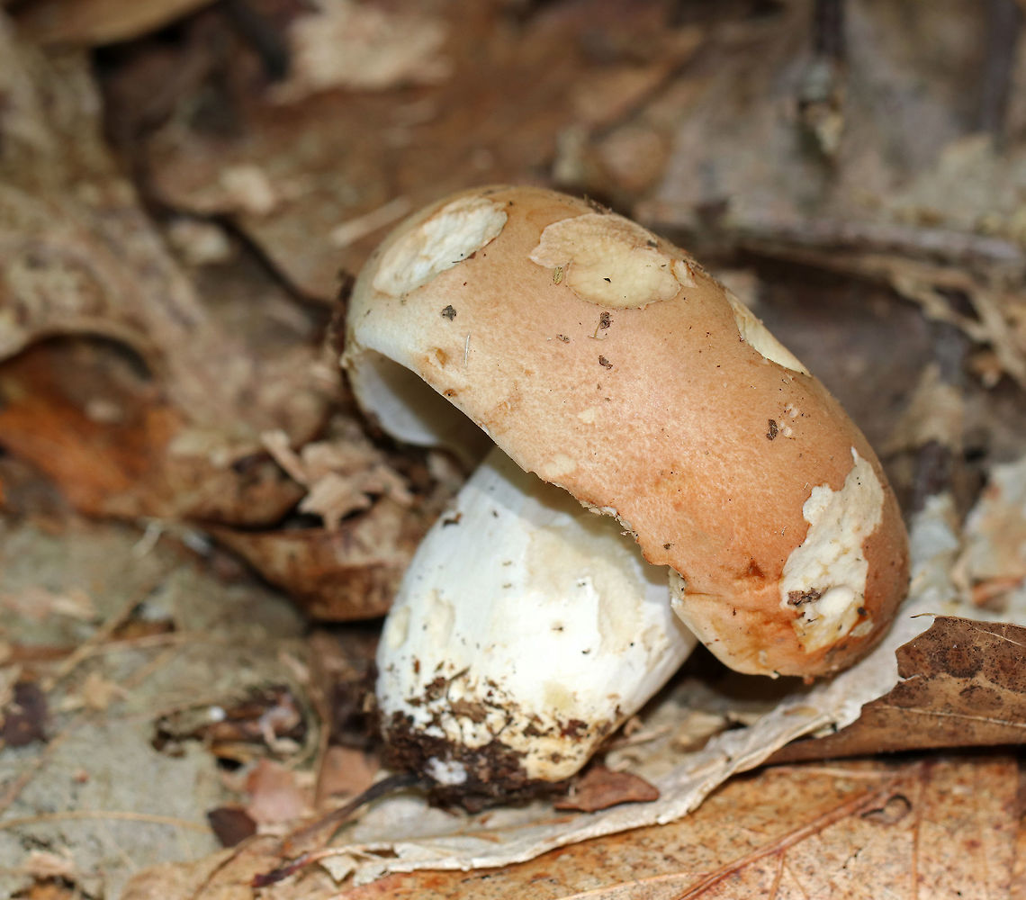 Russula compacta Short stubby, white stipe, white gills, and a pinkish tan cap. <br />
<br />
Habitat: Growing on the ground in a mixed forest. Geotagged,Russula,Russula compacta,Summer,United States,fungus,mushroom