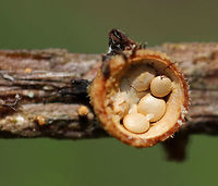 Bird's Nest Fungus - Crucibulum laeve The fruiting body "nests" contain spore-filled periodoles ("eggs"). The nests, called peridia, serve as splash cups, and when raindrops strike the nest, the periodoles are projected into the air where they latch onto branches, leaves, etc. The nests were 1 -5 mm wide. <br />
<br />
Habitat: Spotted growing on wood chips throughout a rural garden.<br />
https://www.jungledragon.com/image/66800/birds_nest_fungi_-_crucibulum_laeve.html<br />
https://www.jungledragon.com/image/66804/birds_nest_fungus_-_crucibulum_laeve.html<br />
https://www.jungledragon.com/image/66803/birds_nest_fungi_-_crucibulum_laeve.html<br />
https://www.jungledragon.com/image/66802/birds_nest_fungus_-_crucibulum_laeve.html<br />
https://www.jungledragon.com/image/66801/birds_nest_fungus_-_crucibulum_laeve.html<br />
https://www.jungledragon.com/image/66799/birds_nest_fungus_-_crucibulum_laeve.html Bird's Nest Fungus,Crucibulum laeve,Geotagged,Summer,United States,fungi,fungus