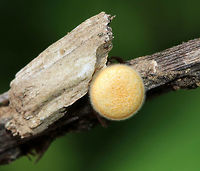 Bird's Nest Fungus - Crucibulum laeve The lid was still on this bird's nest fungus and the sides of the cup were fresh and fuzzy...It kind of looked like a fuzzy cheesecake! <br />
<br />
The fruiting body "nests" contain spore-filled periodoles ("eggs"). The nests, called peridia, serve as splash cups, and when raindrops strike the nest, the periodoles are projected into the air where they latch onto branches, leaves, etc. The nests were 1 -5 mm wide. <br />
<br />
Habitat: Spotted growing on wood chips throughout a rural garden.<br />
https://www.jungledragon.com/image/66800/birds_nest_fungi_-_crucibulum_laeve.html<br />
https://www.jungledragon.com/image/66804/birds_nest_fungus_-_crucibulum_laeve.html<br />
https://www.jungledragon.com/image/66803/birds_nest_fungi_-_crucibulum_laeve.html<br />
https://www.jungledragon.com/image/66802/birds_nest_fungus_-_crucibulum_laeve.html<br />
https://www.jungledragon.com/image/66801/birds_nest_fungus_-_crucibulum_laeve.html<br />
https://www.jungledragon.com/image/66798/birds_nest_fungus_-_crucibulum_laeve.html Crucibulum laeve,Geotagged,Summer,United States,bird's nest fungus,fungus