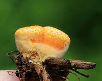 Bird's Nest Fungi - Crucibulum laeve The lids were still on these bird's nest fungi and the sides of the cups were fresh and fuzzy. <br />
<br />
The fruiting body "nests" contain spore-filled periodoles ("eggs"). The nests, called peridia, serve as splash cups, and when raindrops strike the nest, the periodoles are projected into the air where they latch onto branches, leaves, etc. The nests were 1 -5 mm wide. <br />
<br />
Habitat: Spotted growing on wood chips throughout a rural garden.<br />
https://www.jungledragon.com/image/66804/birds_nest_fungus_-_crucibulum_laeve.html<br />
https://www.jungledragon.com/image/66803/birds_nest_fungi_-_crucibulum_laeve.html<br />
https://www.jungledragon.com/image/66802/birds_nest_fungus_-_crucibulum_laeve.html<br />
https://www.jungledragon.com/image/66801/birds_nest_fungus_-_crucibulum_laeve.html<br />
https://www.jungledragon.com/image/66798/birds_nest_fungus_-_crucibulum_laeve.html<br />
https://www.jungledragon.com/image/66799/birds_nest_fungus_-_crucibulum_laeve.html Crucibulum laeve,Geotagged,Summer,United States,bird's nest fungus,fungi,fungus