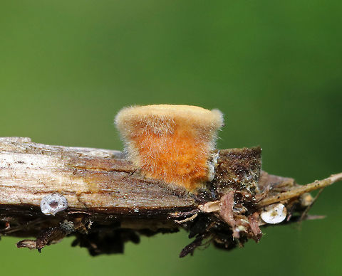 Bird's Nest Fungus - Crucibulum laeve The fruiting body "nests" contain spore-filled periodoles ("eggs"). The nests, called peridia, serve as splash cups, and when raindrops strike the nest, the periodoles are projected into the air where they latch onto branches, leaves, etc. The nests were 1 -5 mm wide. 

Habitat: Spotted growing on wood chips throughout a rural garden.
https://www.jungledragon.com/image/66800/birds_nest_fungi_-_crucibulum_laeve.html
https://www.jungledragon.com/image/66804/birds_nest_fungus_-_crucibulum_laeve.html
https://www.jungledragon.com/image/66803/birds_nest_fungi_-_crucibulum_laeve.html
https://www.jungledragon.com/image/66802/birds_nest_fungus_-_crucibulum_laeve.html
https://www.jungledragon.com/image/66798/birds_nest_fungus_-_crucibulum_laeve.html
https://www.jungledragon.com/image/66799/birds_nest_fungus_-_crucibulum_laeve.html Crucibulum laeve,Geotagged,Summer,United States,fungus