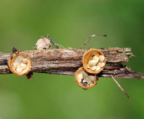 Bird's Nest Fungus - Crucibulum laeve The fruiting body "nests" contain spore-filled periodoles ("eggs"). The nests, called peridia, serve as splash cups, and when raindrops strike the nest, the periodoles are projected into the air where they latch onto branches, leaves, etc. The nests were 1 -5 mm wide. 

Habitat: Spotted growing on wood chips throughout a rural garden.
https://www.jungledragon.com/image/66800/birds_nest_fungi_-_crucibulum_laeve.html
https://www.jungledragon.com/image/66804/birds_nest_fungus_-_crucibulum_laeve.html
https://www.jungledragon.com/image/66803/birds_nest_fungi_-_crucibulum_laeve.html
https://www.jungledragon.com/image/66801/birds_nest_fungus_-_crucibulum_laeve.html
https://www.jungledragon.com/image/66798/birds_nest_fungus_-_crucibulum_laeve.html
https://www.jungledragon.com/image/66799/birds_nest_fungus_-_crucibulum_laeve.html Crucibulum laeve,Geotagged,Summer,United States,fungus