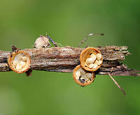 Bird's Nest Fungus - Crucibulum laeve The fruiting body "nests" contain spore-filled periodoles ("eggs"). The nests, called peridia, serve as splash cups, and when raindrops strike the nest, the periodoles are projected into the air where they latch onto branches, leaves, etc. The nests were 1 -5 mm wide. <br />
<br />
Habitat: Spotted growing on wood chips throughout a rural garden.<br />
https://www.jungledragon.com/image/66800/birds_nest_fungi_-_crucibulum_laeve.html<br />
https://www.jungledragon.com/image/66804/birds_nest_fungus_-_crucibulum_laeve.html<br />
https://www.jungledragon.com/image/66803/birds_nest_fungi_-_crucibulum_laeve.html<br />
https://www.jungledragon.com/image/66801/birds_nest_fungus_-_crucibulum_laeve.html<br />
https://www.jungledragon.com/image/66798/birds_nest_fungus_-_crucibulum_laeve.html<br />
https://www.jungledragon.com/image/66799/birds_nest_fungus_-_crucibulum_laeve.html Crucibulum laeve,Geotagged,Summer,United States,fungus