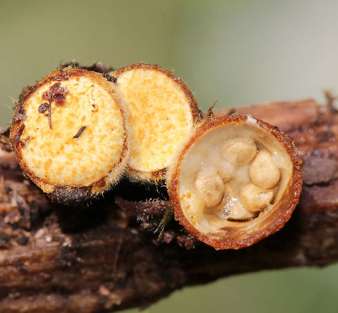 Bird's Nest Fungi - Crucibulum laeve The caps were still on these nests, but I pulled one off to see what it looked like inside - it was very gooey.

The fruiting body "nests" contain spore-filled periodoles ("eggs"). The nests, called peridia, serve as splash cups, and when raindrops strike the nest, the periodoles are projected into the air where they latch onto branches, leaves, etc. The nests were 1 -5 mm wide. 

Habitat: Spotted growing on wood chips throughout a rural garden.
https://www.jungledragon.com/image/66800/birds_nest_fungi_-_crucibulum_laeve.html
https://www.jungledragon.com/image/66804/birds_nest_fungus_-_crucibulum_laeve.html
https://www.jungledragon.com/image/66802/birds_nest_fungus_-_crucibulum_laeve.html
https://www.jungledragon.com/image/66801/birds_nest_fungus_-_crucibulum_laeve.html
https://www.jungledragon.com/image/66798/birds_nest_fungus_-_crucibulum_laeve.html
https://www.jungledragon.com/image/66799/birds_nest_fungus_-_crucibulum_laeve.html Crucibulum laeve,Geotagged,Summer,United States,bird's nest fungi,fungi,fungus