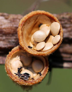 Bird's Nest Fungus - Crucibulum laeve The fruiting body "nests" contain spore-filled periodoles ("eggs"). The nests, called peridia, serve as splash cups, and when raindrops strike the nest, the periodoles are projected into the air where they latch onto branches, leaves, etc. The nests were 1 -5 mm wide. 

Habitat: Spotted growing on wood chips throughout a rural garden.
https://www.jungledragon.com/image/66800/birds_nest_fungi_-_crucibulum_laeve.html
https://www.jungledragon.com/image/66803/birds_nest_fungi_-_crucibulum_laeve.html
https://www.jungledragon.com/image/66802/birds_nest_fungus_-_crucibulum_laeve.html
https://www.jungledragon.com/image/66801/birds_nest_fungus_-_crucibulum_laeve.html
https://www.jungledragon.com/image/66798/birds_nest_fungus_-_crucibulum_laeve.html
https://www.jungledragon.com/image/66799/birds_nest_fungus_-_crucibulum_laeve.html Crucibulum laeve,Geotagged,Summer,United States,bird's nest fungi,fungi,fungus