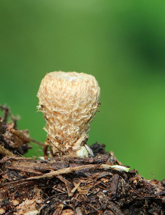 Fluted Bird's Nest - Cyathus striatus Stunningly fascinating fruiting bodies that look like bird&#039;s nests!<br />
<br />
The caps hadn&#039;t come off these nests yet, so they were topped by white caps.  The metallic gray &quot;eggs&quot; inside the nests are called peridioles and contain spores. The shaggy, vase-shaped &quot;nests&quot;, called peridia, serve as &quot;splash cups&quot; and help with spore dispersal by using the kinetic energy of rain. When raindrops strike the nest, the peridioles are projected into the air where they can then latch onto branches, leaves, etc. The nests were approximately 1cm tall.<br />
<figure class="photo"><a href="https://www.jungledragon.com/image/66806/fluted_birds_nest_-_cyathus_striatus.html" title="Fluted Bird&#039;s Nest - Cyathus striatus"><img src="https://s3.amazonaws.com/media.jungledragon.com/images/3232/66806_thumb.jpg?AWSAccessKeyId=05GMT0V3GWVNE7GGM1R2&Expires=1759968010&Signature=41SnrriVnlBFk7iID4MIMxxNMik%3D" width="200" height="170" alt="Fluted Bird&#039;s Nest - Cyathus striatus Stunningly fascinating fruiting bodies that look like bird&#039;s nests!<br />
<br />
The caps hadn&#039;t come off these nests yet, so they were topped by white caps. The metallic gray &quot;eggs&quot; inside the nests are called peridioles and contain spores. The shaggy, vase-shaped &quot;nests&quot;, called peridia, serve as &quot;splash cups&quot; and help with spore dispersal by using the kinetic energy of rain. When raindrops strike the nest, the peridioles are projected into the air where they can then latch onto branches, leaves, etc. The nests were approximately 1cm tall.<br />
https://www.jungledragon.com/image/66805/fluted_birds_nest_-_cyathus_striatus.html Cyathus striatus,Fluted bird&#039;s nest,Geotagged,Summer,United StatesFluted Bird&#039;s nest,fungus" /></a></figure> Cyathus striatus,Fluted Bird's Nest,Fluted bird's nest,Geotagged,Summer,United States,bird's nest fungus,fungus