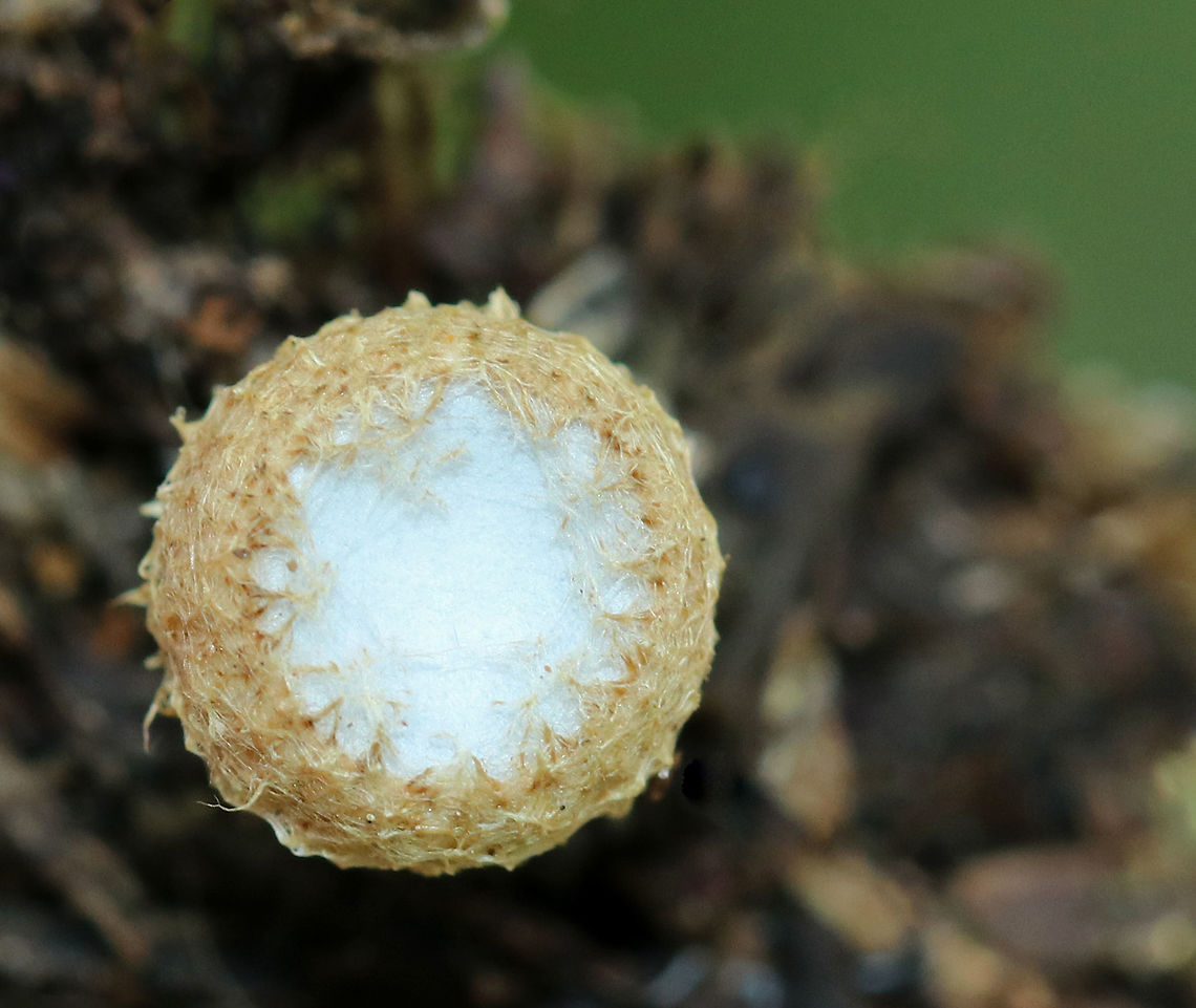Fluted Bird's Nest - Cyathus striatus Stunningly fascinating fruiting bodies that look like bird&#039;s nests!<br />
<br />
The caps hadn&#039;t come off these nests yet, so they were topped by white caps. The metallic gray &quot;eggs&quot; inside the nests are called peridioles and contain spores. The shaggy, vase-shaped &quot;nests&quot;, called peridia, serve as &quot;splash cups&quot; and help with spore dispersal by using the kinetic energy of rain. When raindrops strike the nest, the peridioles are projected into the air where they can then latch onto branches, leaves, etc. The nests were approximately 1cm tall.<br />
<figure class="photo"><a href="https://www.jungledragon.com/image/66805/fluted_birds_nest_-_cyathus_striatus.html" title="Fluted Bird&#039;s Nest - Cyathus striatus"><img src="https://s3.amazonaws.com/media.jungledragon.com/images/3232/66805_thumb.jpg?AWSAccessKeyId=05GMT0V3GWVNE7GGM1R2&Expires=1767225610&Signature=ygjrugT5B6PB8pG5%2FVJBMfG%2BFQM%3D" width="118" height="152" alt="Fluted Bird&#039;s Nest - Cyathus striatus Stunningly fascinating fruiting bodies that look like bird&#039;s nests!<br />
<br />
The caps hadn&#039;t come off these nests yet, so they were topped by white caps.  The metallic gray &quot;eggs&quot; inside the nests are called peridioles and contain spores. The shaggy, vase-shaped &quot;nests&quot;, called peridia, serve as &quot;splash cups&quot; and help with spore dispersal by using the kinetic energy of rain. When raindrops strike the nest, the peridioles are projected into the air where they can then latch onto branches, leaves, etc. The nests were approximately 1cm tall.<br />
https://www.jungledragon.com/image/66806/fluted_birds_nest_-_cyathus_striatus.html Cyathus striatus,Fluted Bird&#039;s Nest,Fluted bird&#039;s nest,Geotagged,Summer,United States,bird&#039;s nest fungus,fungus" /></a></figure> Cyathus striatus,Fluted bird's nest,Geotagged,Summer,United StatesFluted Bird's nest,fungus
