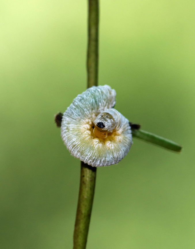 Dogwood Sawfly Larva - Macremphytus testaceus Sawfly larvae may look like caterpillars, but they are actually wasps. Macremphytus species, in particular, are an interesting genus of sawfly because the second larval instar is covered in a white waxy covering, while the last larval instar is yellow and black. The caterpillar-like larvae feed on the leaves of dogwood trees and shrubs (Cornus sp.). The larvae can cause considerable defoliation since often they feed in groups, but they don't usually kill the plants. <br />
<br />
Habitat: I spot hundreds of these larvae on shrubs (I assume Cornus sp.) along a nature trail every year. They defoliate these shrubs, yet they don't die. <br />
<figure class="photo"><a href="https://www.jungledragon.com/image/66815/dogwood_sawfly_larva_-_macremphytus_testaceus.html" title="Dogwood Sawfly Larva - Macremphytus testaceus"><img src="https://s3.amazonaws.com/media.jungledragon.com/images/3232/66815_thumb.jpg?AWSAccessKeyId=05GMT0V3GWVNE7GGM1R2&Expires=1759968010&Signature=XVDy5pThNXCQP4g1CnWcS7%2Bqrh8%3D" width="200" height="150" alt="Dogwood Sawfly Larva - Macremphytus testaceus Sawfly larvae may look like caterpillars, but they are actually wasps. Macremphytus species, in particular, are an interesting genus of sawfly because the second larval instar is covered in a white waxy covering, while the last larval instar is yellow and black. The caterpillar-like larvae feed on the leaves of dogwood trees and shrubs (Cornus sp.). The larvae can cause considerable defoliation since often they feed in groups, but they don't usually kill the plants. <br />
<br />
Habitat: I spot hundreds of these larvae on shrubs (I assume Cornus sp.) along a nature trail every year. They defoliate these shrubs, yet they don't die.<br />
https://www.jungledragon.com/image/66813/dogwood_sawfly_larva_-_macremphytus_testaceus.html Geotagged,Macremphytus testaceus,Summer,United States,larva,sawfly larva" /></a></figure> Dogwood Sawfly Larvae,Geotagged,Macremphytus testaceus,Summer,United States,larva,sawfly larva
