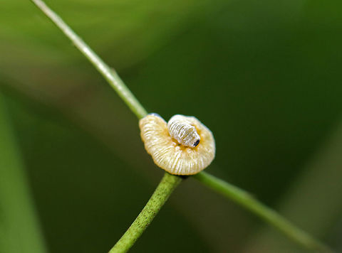 Dogwood Sawfly Larva - Macremphytus testaceus Sawfly larvae may look like caterpillars, but they are actually wasps. Macremphytus species, in particular, are an interesting genus of sawfly because the second larval instar is covered in a white waxy covering, while the last larval instar is yellow and black. The caterpillar-like larvae feed on the leaves of dogwood trees and shrubs (Cornus sp.). The larvae can cause considerable defoliation since often they feed in groups, but they don't usually kill the plants. 

Habitat: I spot hundreds of these larvae on shrubs (I assume Cornus sp.) along a nature trail every year. They defoliate these shrubs, yet they don't die.
https://www.jungledragon.com/image/66813/dogwood_sawfly_larva_-_macremphytus_testaceus.html Geotagged,Macremphytus testaceus,Summer,United States,larva,sawfly larva