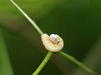 Dogwood Sawfly Larva - Macremphytus testaceus Sawfly larvae may look like caterpillars, but they are actually wasps. Macremphytus species, in particular, are an interesting genus of sawfly because the second larval instar is covered in a white waxy covering, while the last larval instar is yellow and black. The caterpillar-like larvae feed on the leaves of dogwood trees and shrubs (Cornus sp.). The larvae can cause considerable defoliation since often they feed in groups, but they don't usually kill the plants. <br />
<br />
Habitat: I spot hundreds of these larvae on shrubs (I assume Cornus sp.) along a nature trail every year. They defoliate these shrubs, yet they don't die.<br />
https://www.jungledragon.com/image/66813/dogwood_sawfly_larva_-_macremphytus_testaceus.html Geotagged,Macremphytus testaceus,Summer,United States,larva,sawfly larva