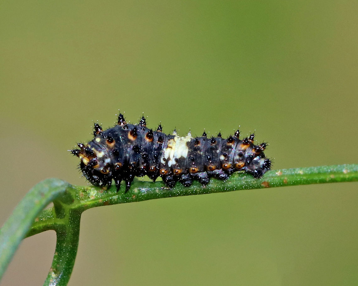 Eastern Black Swallowtail Caterpillar - Papilio polyxenes This early instar caterpillar is a bird-dropping mimic. They are mostly black, spiky, and have a white saddle around their middle. The white saddle is caused by uric acid deposits that may function as an antioxidant, protecting the larvae from phototoxic chemicals in their host plants. There are usually two broods in the summer, but occasionally a partial third brood will emerge later in the season.<br />
<br />
Habitat: Rural garden Black Swallowtail,Geotagged,Papilio polyxenes,Summer,United States,caterpillar,papilio