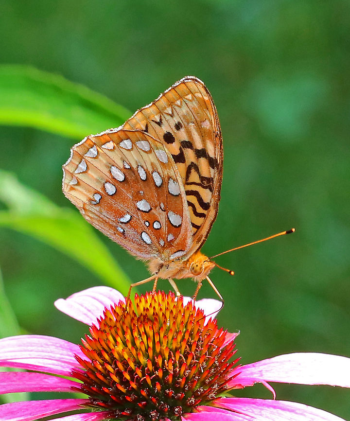 Great Spangled Fritillary - Speyeria cybele Large butterfly with mostly brown, orange, and black coloring. The underside of the hindwings has large, silver spots.<br />
<br />
Habitat: Drinking nectar and fluttering around in a rural garden. Geotagged,Great Spangled Fritillary,Speyeria cybele,Summer,United States,butterfly