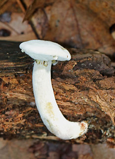 Bolete Eater - Hypomyces chrysospermus This mushroom is completely infected with Hypomyces chrysospermus. In its early stages of growth, the mold forms a smooth layer of white mycelium over the mushroom and has a powdery texture. 

The drops of liquid dripping from the pores are called guttation fluid. It consists of mainly water and is a by-product of rapid fungal growth. This liquid will evaporate if the infection is growing slowly, but when it grows quickly, the production of water exceeds the rate of evaporation. The guttation fluid also contains nutrients, which is probably why there are tiny insects in the fluid - they are seeking the liquid and/or the nutrients. 

Habitat: Spotted in a mixed forest with lots of oak and pine.
https://www.jungledragon.com/image/66824/bolete_eater_-_hypomyces_chrysospermus.html
 Bolete eater,Geotagged,Hypomyces chrysospermus,Summer,United States,fungus,mushroom
