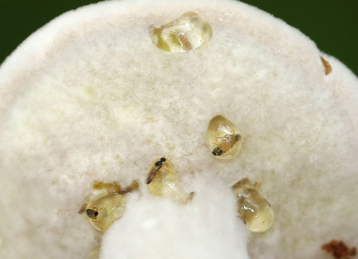 Bolete Eater - Hypomyces chrysospermus This mushroom is completely infected with Hypomyces chrysospermus. In its early stages of growth, the mold forms a smooth layer of white mycelium over the mushroom and has a powdery texture. <br />
<br />
The drops of liquid dripping from the pores are called guttation fluid. It consists of mainly water and is a by-product of rapid fungal growth. This liquid will evaporate if the infection is growing slowly, but when it grows quickly, the production of water exceeds the rate of evaporation. The guttation fluid also contains nutrients, which is probably why there are tiny insects in the fluid - they are seeking the liquid and/or the nutrients. <br />
<br />
Habitat: Spotted in a mixed forest with lots of oak and pine.<br />
<figure class="photo"><a href="https://www.jungledragon.com/image/66823/bolete_eater_-_hypomyces_chrysospermus.html" title="Bolete Eater - Hypomyces chrysospermus"><img src="https://s3.amazonaws.com/media.jungledragon.com/images/3232/66823_thumb.jpg?AWSAccessKeyId=05GMT0V3GWVNE7GGM1R2&Expires=1759968010&Signature=%2BHsqHqZfN91gc7FNL7SpgnIPHfg%3D" width="112" height="152" alt="Bolete Eater - Hypomyces chrysospermus This mushroom is completely infected with Hypomyces chrysospermus. In its early stages of growth, the mold forms a smooth layer of white mycelium over the mushroom and has a powdery texture. <br />
<br />
The drops of liquid dripping from the pores are called guttation fluid. It consists of mainly water and is a by-product of rapid fungal growth. This liquid will evaporate if the infection is growing slowly, but when it grows quickly, the production of water exceeds the rate of evaporation. The guttation fluid also contains nutrients, which is probably why there are tiny insects in the fluid - they are seeking the liquid and/or the nutrients. <br />
<br />
Habitat: Spotted in a mixed forest with lots of oak and pine.<br />
https://www.jungledragon.com/image/66824/bolete_eater_-_hypomyces_chrysospermus.html<br />
Bolete eater,Geotagged,Hypomyces chrysospermus,Summer,United States,fungus,mushroom" /></a></figure> Bolete eater,Geotagged,Hypomyces chrysospermus,Summer,United States,fungus,mushroom